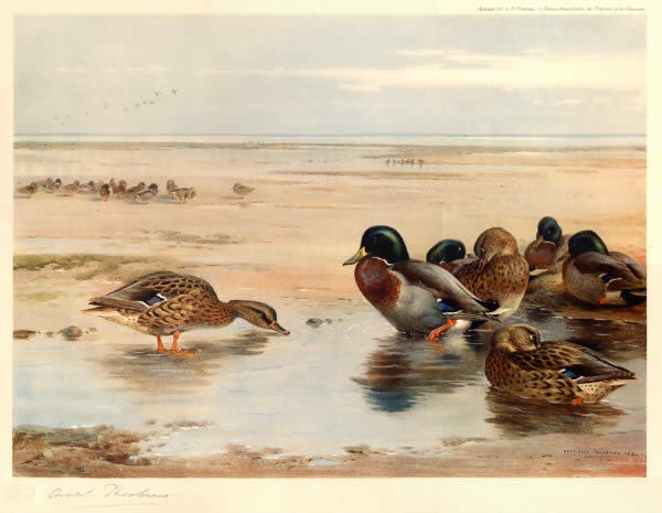 Archibald Thorburn Mallard on the Shore